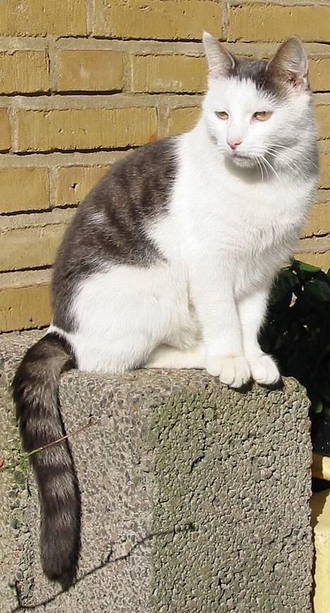 Huskat Hvidemiser billede 1