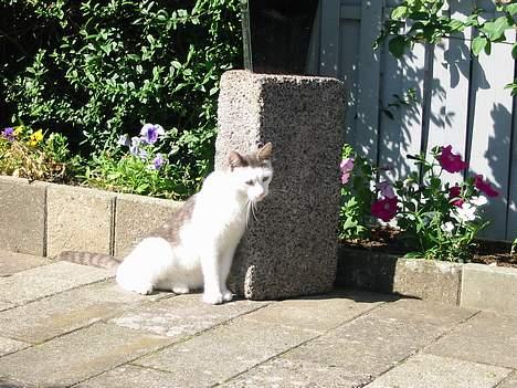 Huskat Hvidemiser billede 2