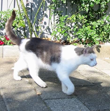 Huskat Hvidemiser billede 3