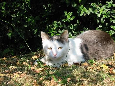 Huskat Hvidemiser billede 4