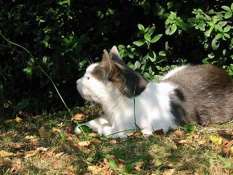 Huskat Hvidemiser billede 5