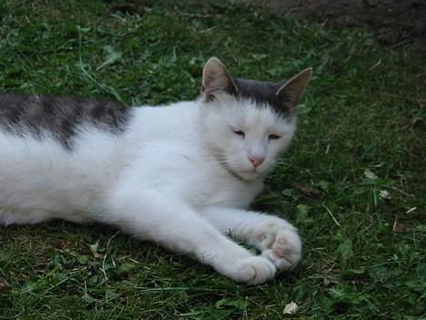 Huskat Hvidemiser billede 6