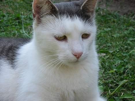 Huskat Hvidemiser billede 7