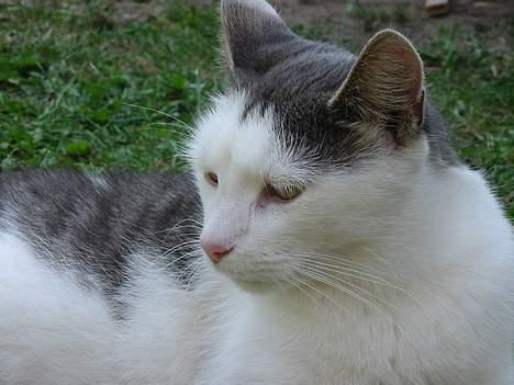 Huskat Hvidemiser billede 8