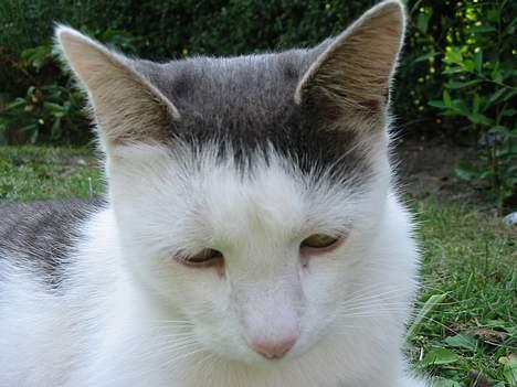 Huskat Hvidemiser billede 9