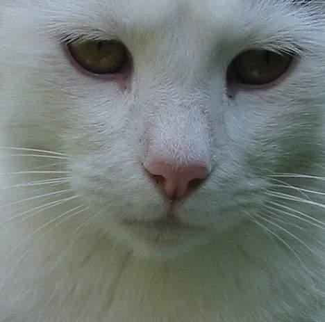 Huskat Hvidemiser billede 10