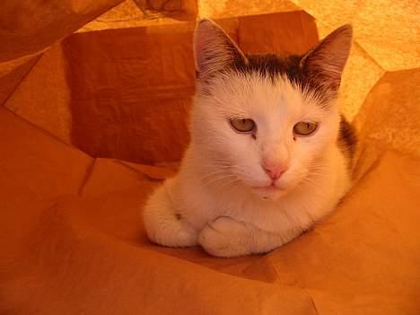 Huskat Hvidemiser billede 11