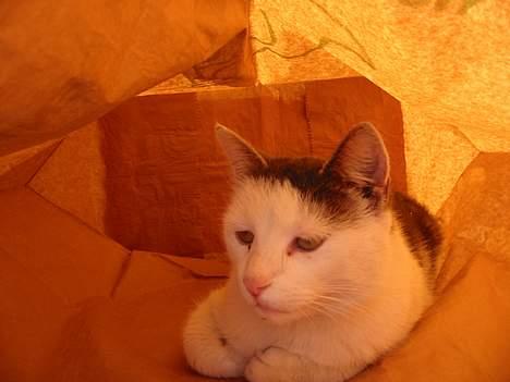 Huskat Hvidemiser billede 12