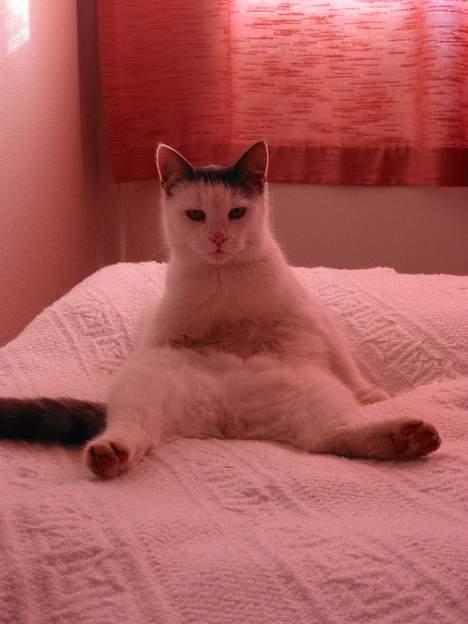 Huskat Hvidemiser - Her ligger Hvidemisser og flyder ud! billede 13