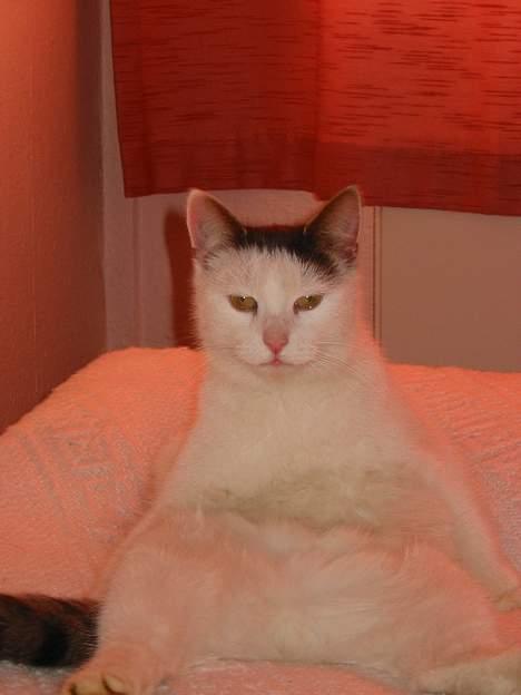 Huskat Hvidemiser billede 14