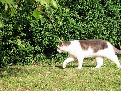 Huskat Hvidemiser billede 15