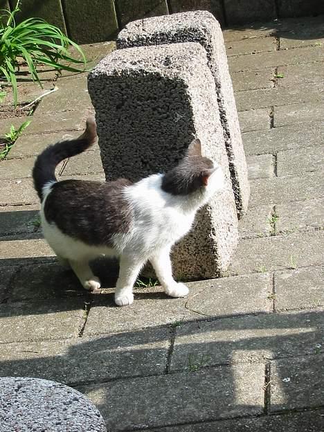 Huskat Hvidemiser billede 16