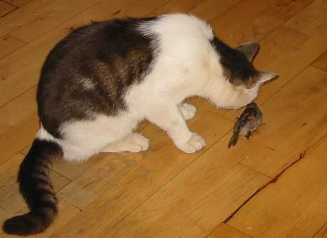 Huskat Hvidemiser - Her har Hvidemisser fanget en fugl og slæbt den men ind under køkkenboret, men lige pludselig flyver fuglen rundt i stuen og ud af havedøren! den spillede bare død... ha ha  billede 17