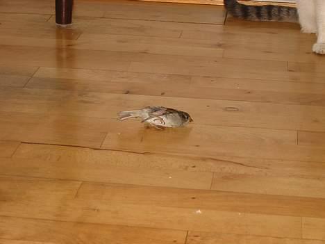 Huskat Hvidemiser billede 18