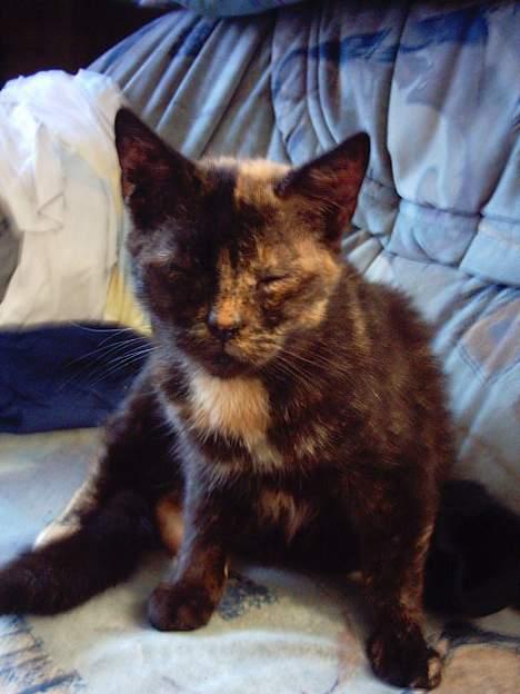 Huskat Sorte  billede 1