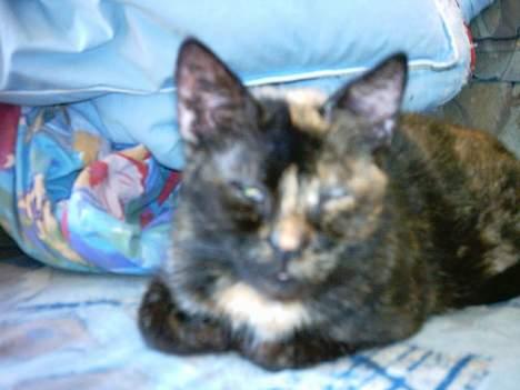 Huskat Sorte  billede 2