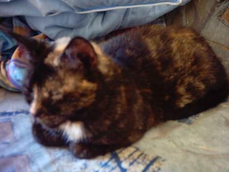 Huskat Sorte  billede 3