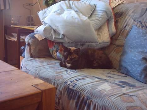 Huskat Sorte  billede 4