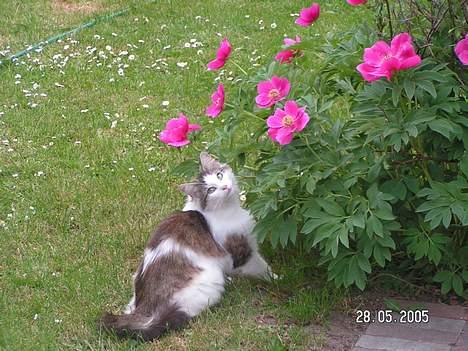 Norsk Skovkat Belle - FORSVUNDET - Blomsterne dufter godt mor.... billede 15