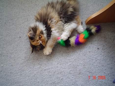 Perser Fiona billede 6