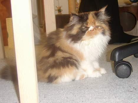 Perser Fiona billede 7