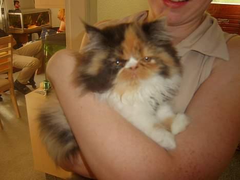 Perser Fiona billede 8