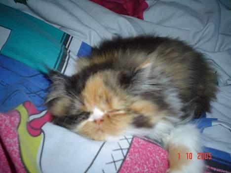 Perser Fiona billede 9