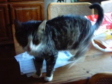 Blanding af racer ~missemor~ billede 1