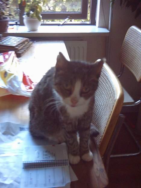 Blanding af racer ~missemor~ billede 2