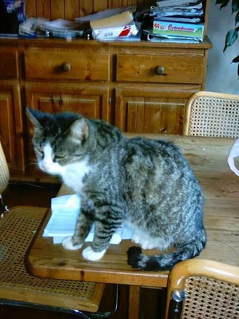 Blanding af racer ~missemor~ billede 3