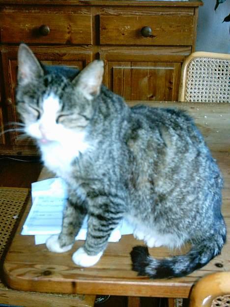 Blanding af racer ~missemor~ billede 4