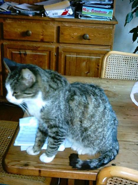 Blanding af racer ~missemor~ billede 5