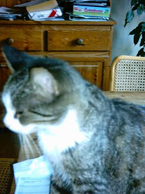 Blanding af racer ~missemor~ billede 6