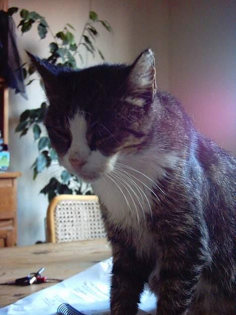 Blanding af racer ~missemor~ billede 7