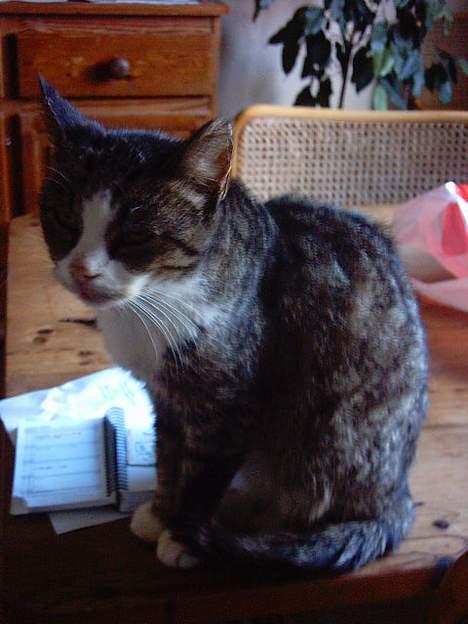 Blanding af racer ~missemor~ billede 8