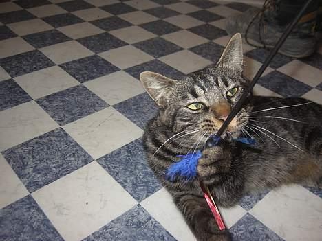 Blanding af racer Mistanke billede 16