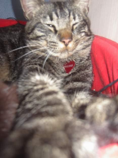 Blanding af racer Mistanke billede 17