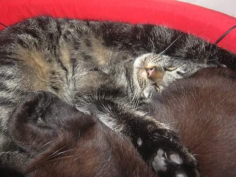 Blanding af racer Mistanke billede 18