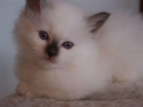 Hellig Birma Europa - (død 13/3-06) - Se så sød hun er :) billede 1