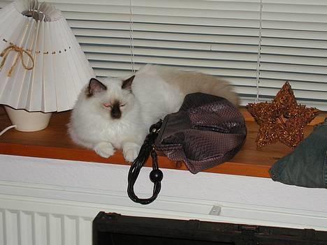 Hellig Birma Europa - (død 13/3-06) - Europa i december... billede 2