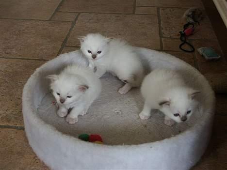 Hellig Birma Europa - (død 13/3-06) - Mig og mine søskende... billede 3