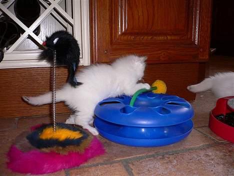 Hellig Birma Europa - (død 13/3-06) - Efter den... billede 4