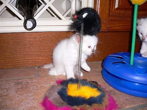 Hellig Birma Europa - (død 13/3-06) - Pause... billede 5