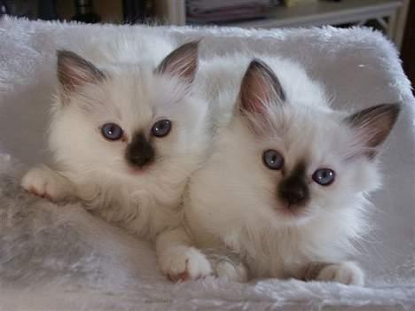 Hellig Birma Europa - (død 13/3-06) - Mig til venstre, søster Eliza til højre billede 6