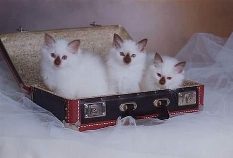 Hellig Birma Europa - (død 13/3-06) - Europa til venstre, søster Eliza i midten og bror Ecko til højre... billede 7