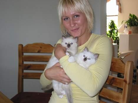 Hellig Birma Europa - (død 13/3-06) - Her er jeg sammen med mor og søster, Callisto... Det er mig til højre... billede 8