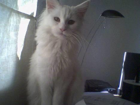 Maine Coon Kafra´s White Elista  - Ligner jeg ikke bare en prinsesse? *G* billede 1