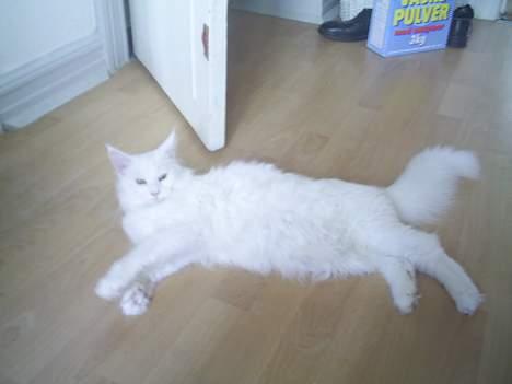 Maine Coon Kafra´s White Elista  - Er der noget bedre end at være kat...? billede 2