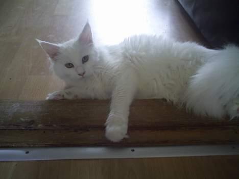 Maine Coon Kafra´s White Elista  - Vil du lege lidt- jeg er klar.. billede 3