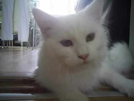 Maine Coon Kafra´s White Elista  - Jeg er så nysgerrig- skal være med til alt.. billede 4